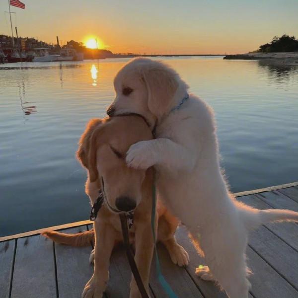 和你一起看日落 一組萌寵狗狗可愛桌布 和你一起看日落 一組萌寵狗狗可愛桌布