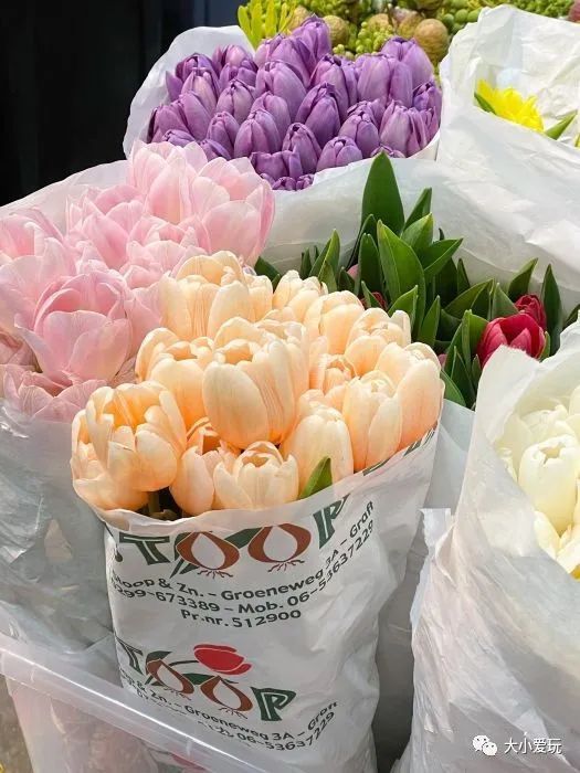 京城八大寶藏花市裡,藏著孩子最愛的植物園和水族館,冬日逛起來 京城八大寶藏花市裡,藏著孩子最愛的植物園和水族館,冬日逛起來