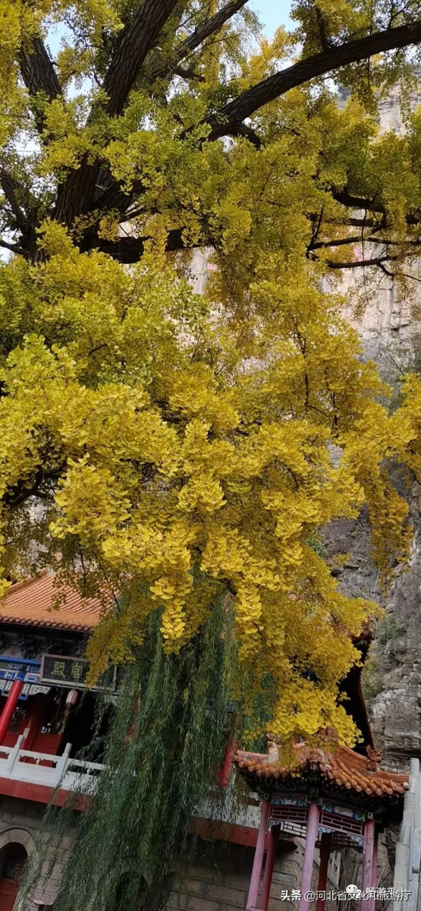銀杏樹預告，天桂山銀杏，燦爛正當時