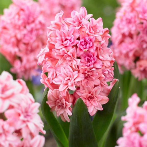 風信子到了夏天，趕緊挖出來埋沙裡，秋天繼續種