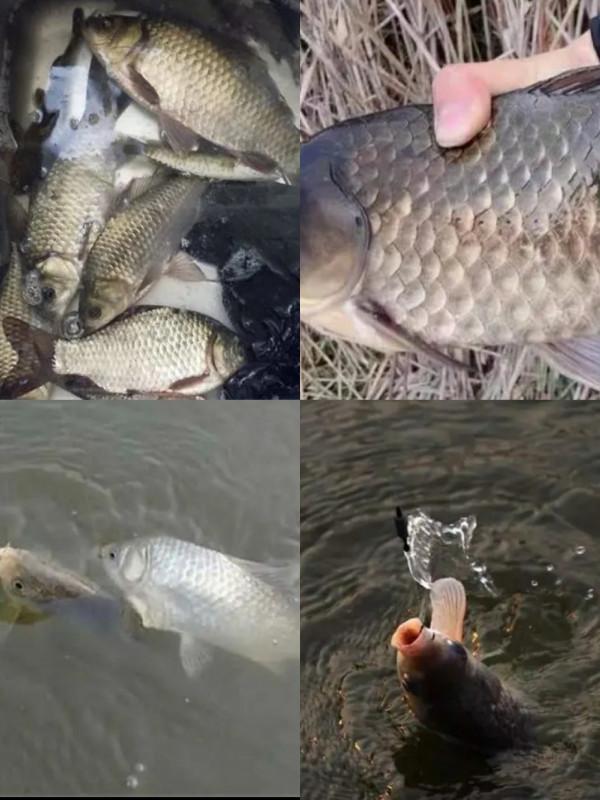 鯽魚為何起浮離底，這些因素不能小覷