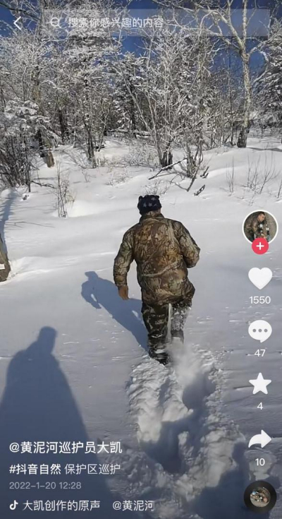 照顧幾十只東北虎，她用短影片記下這份“育兒日記”，獲贊1700萬