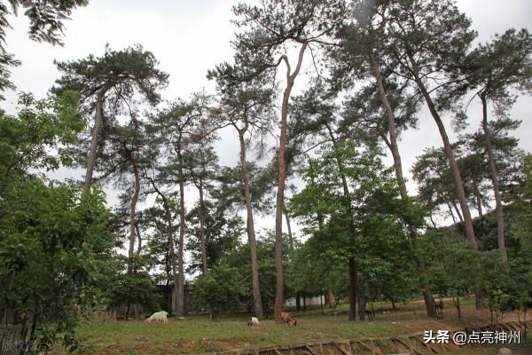 宋六陵有多慘？曾被番僧盜了個底朝天，如今已成了茶園