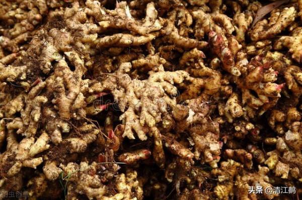 生薑種子窖藏:不凍不腐保溫保溼,翌年播種發芽率95%以上 生薑種子窖藏:不凍不腐保溫保溼,翌年播種發芽率95%以上