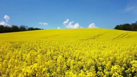 分享圖片，春天來了，滿山遍野的油菜花開了