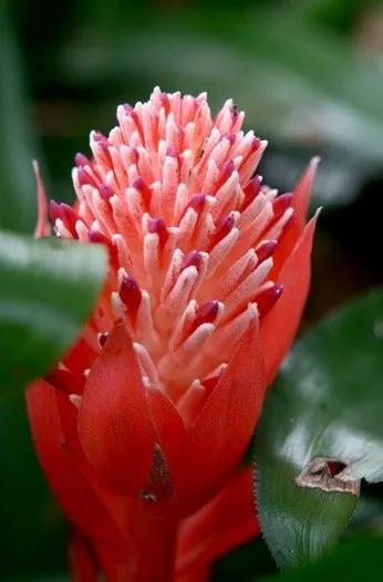 鴻運當頭-水塔花