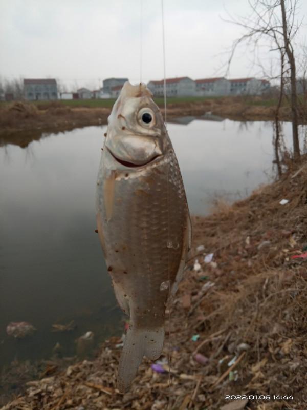 紅蟲做餌果然有奇效，鱅魚也來捧場