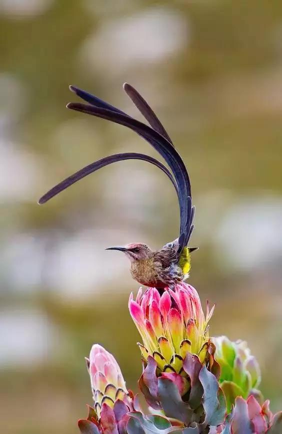 50只美麗的鳥兒，鳥語花香，鶯歌燕舞，真的太美了