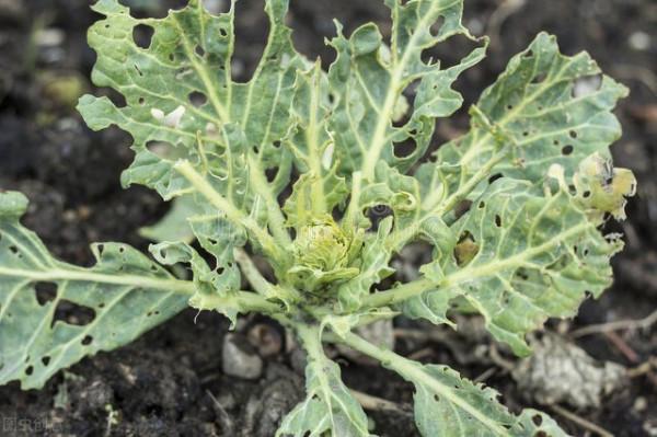 白菜生蟲子，別動不動就施藥，噴點家裡不起眼的小東西也管用