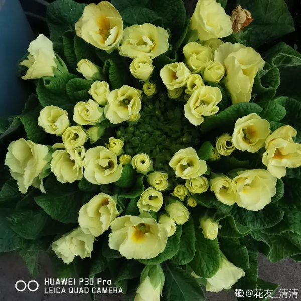 花開完之後別急著扔，趕緊剪一遍，還能繼續開花