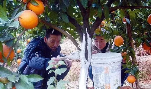 柑橘樹如何防凍，除了蓋膜還能做些什麼措施？