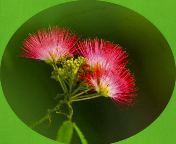 合歡花綻妍 合歡花綻妍