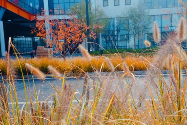 美成一個童話，只想在科學城的秋中多呆一會！