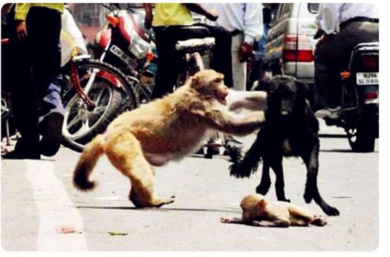 印度上演“猩球崛起”,2月嬰兒被猴群扔進水井,人猴矛盾何時休 印度上演“猩球崛起”,2月嬰兒被猴群扔進水井,人猴矛盾何時休