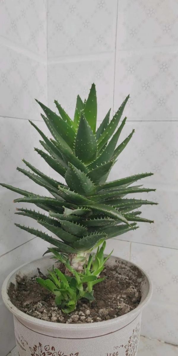 秋季養蘆薈，三件事抓緊做，根粗壯葉飽滿，側芽瘋冒