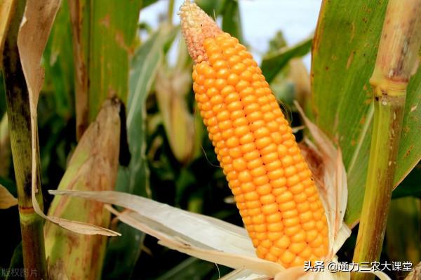 玉米噴施矮壯素有害處嗎？畝產1500斤這些種植技術一定要知道