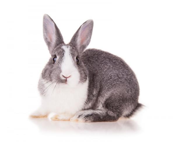 動物世界大全 第六章 哺乳動物(三)圖文解析每天為你展現動物知識 動物世界大全 第六章 哺乳動物(三)圖文解析每天為你展現動物知識