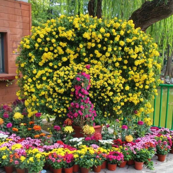 普陀區的“菊花盛宴”即將開始,敬請關注 普陀區的“菊花盛宴”即將開始,敬請關注