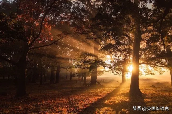 你還記得深秋英國的樣子嗎?若你還在,與你共享 你還記得深秋英國的樣子嗎?若你還在,與你共享