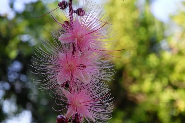 分享圖片——炫美的濱玉蕊花