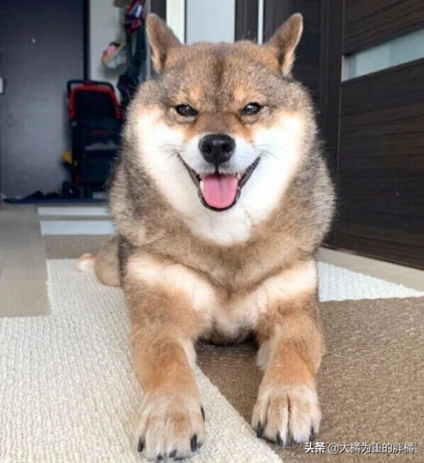 2歲柴犬成了“繁殖犬”,卻因一張傳單,女子花一週教它走路回家 2歲柴犬成了“繁殖犬”,卻因一張傳單,女子花一週教它走路回家