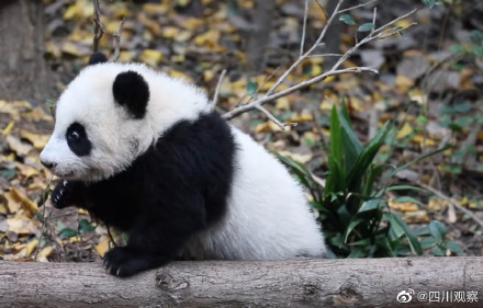 請讓讓！熊貓幼兒園小霸王來了