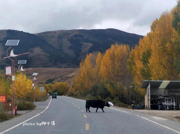 金秋的川西遇見最美的稻城亞丁(Day 5):匆匆,太匆匆 金秋的川西遇見最美的稻城亞丁(Day 5):匆匆,太匆匆