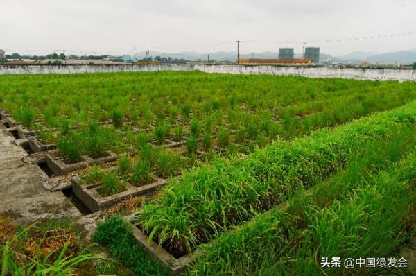 野生稻非但不";野";還在減少!我國普通野生稻資源喪失達90%以上 野生稻非但不";野";還在減少!我國普通野生稻資源喪失達90%以上