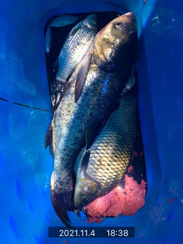 三戰團頭湖，周老漢已破解初冬鯉鯽之自然密碼