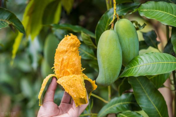 芒果保花保果的4個方法 芒果保花保果的4個方法