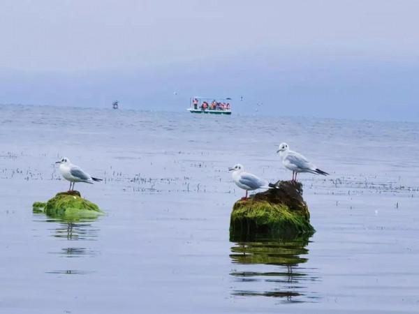 “藕”遇海鷗 “藕”遇海鷗
