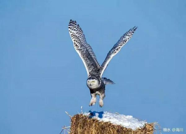 藍冰現代詩：北極雪鴞