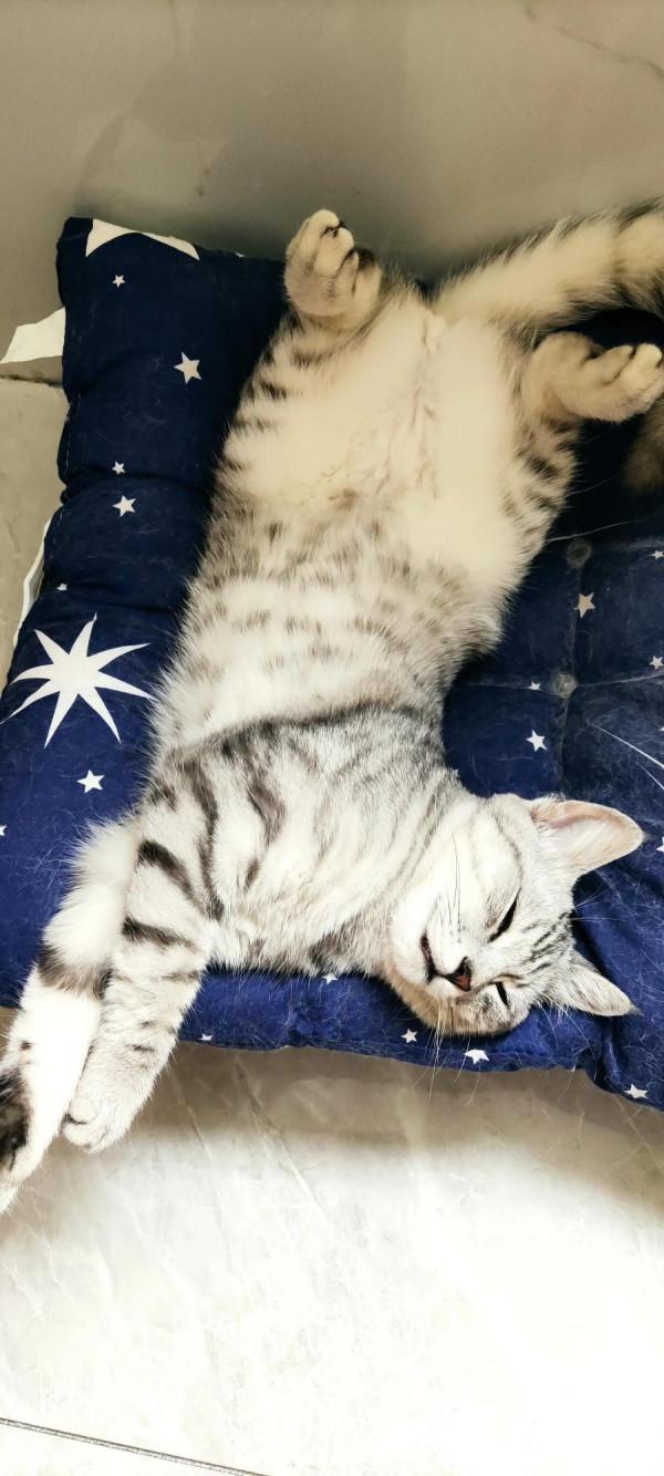 我家二毛美眉的日常（睡覺篇）