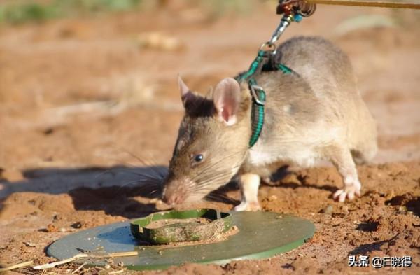 柬埔寨為什麼有那麼多地雷？