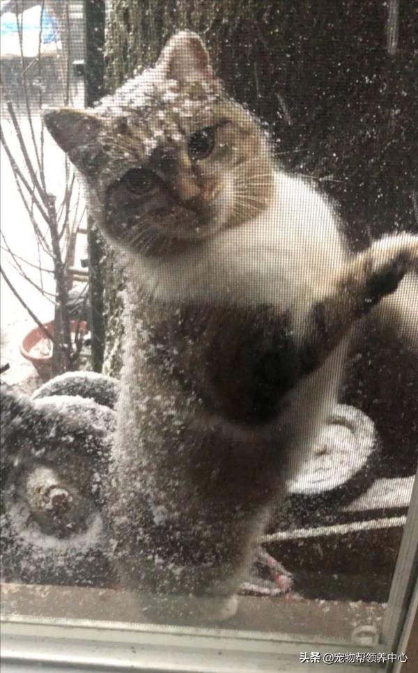 流浪貓在大雪中不停扒拉窗戶求助：能救救我，開下窗戶麼？我好冷