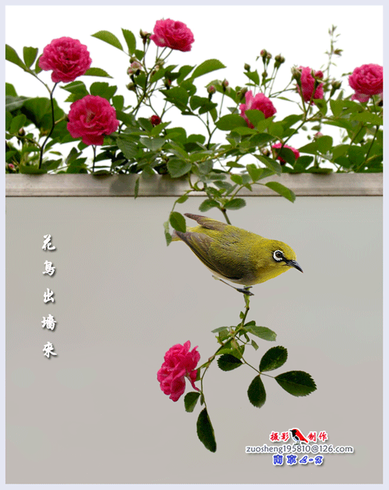 分享&mdash;&mdash;天生麗質的鳥兒