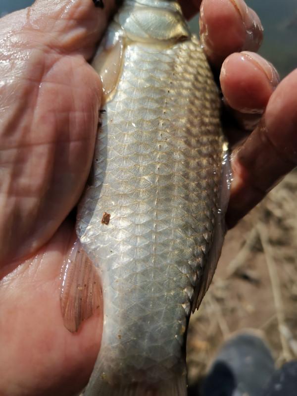 [十週年亅艱難釣魚路,我用妙招撬開鯽魚口 [十週年亅艱難釣魚路,我用妙招撬開鯽魚口