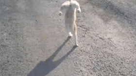 40張奇特而有趣的貓照片，看了讓人心情愉快