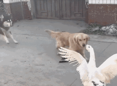 黃鼠狼的天敵是什麼？看家護院的社會大鵝，還是戰無不勝的貓？