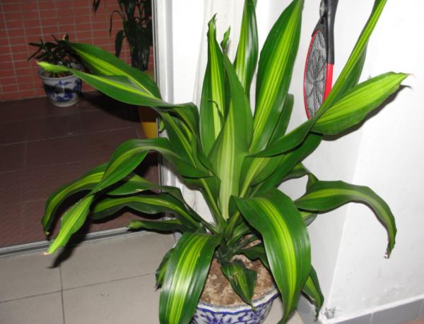 巴西木不必一直“泡水”,得學會修剪、追肥,促進生根,土栽更好 巴西木不必一直“泡水”,得學會修剪、追肥,促進生根,土栽更好