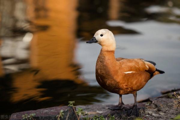 世界上最貴的動物。你知道如何計算動物的價值嗎？