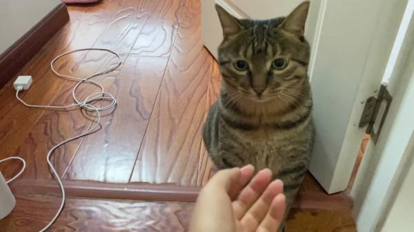 為什麼越來越多人喜歡養狸花貓？這幾點“真相”了