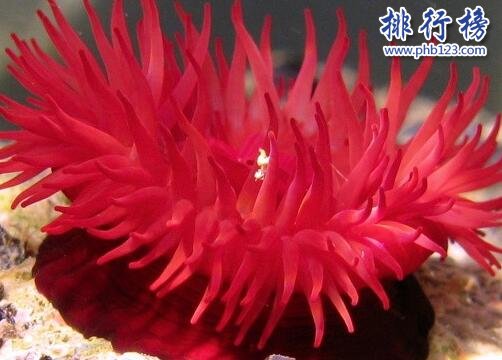 你知道 海洋中毒性最大的10種生物