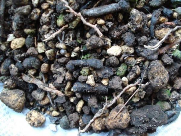 什麼羊糞、蚯蚓糞都不如一勺粉末，花盆裡撒一點，促花效果看得見