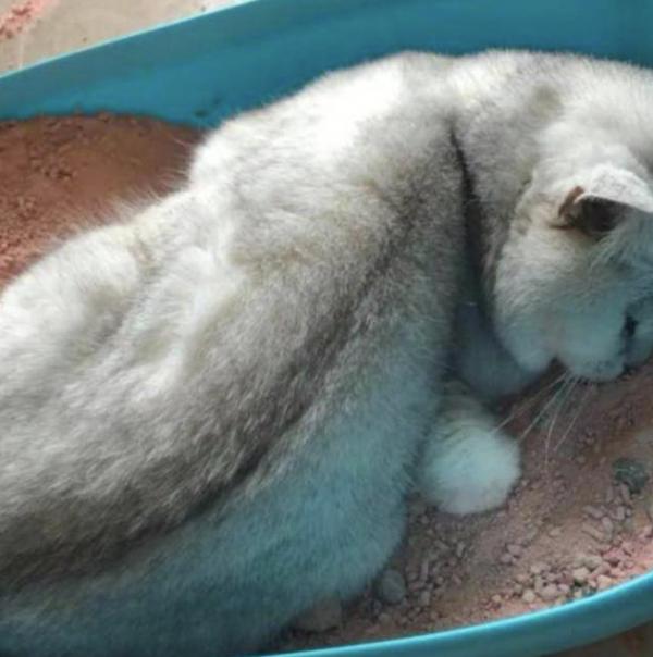 網友：因臨時出差，給貓留一大盆貓糧，沒想到卻害了它