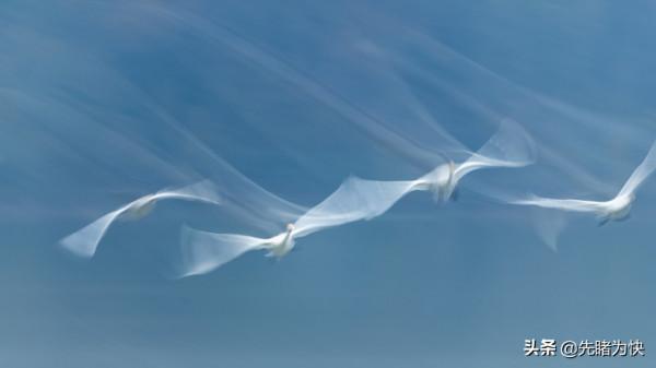 初冬的天鵝湖美成了一幅畫