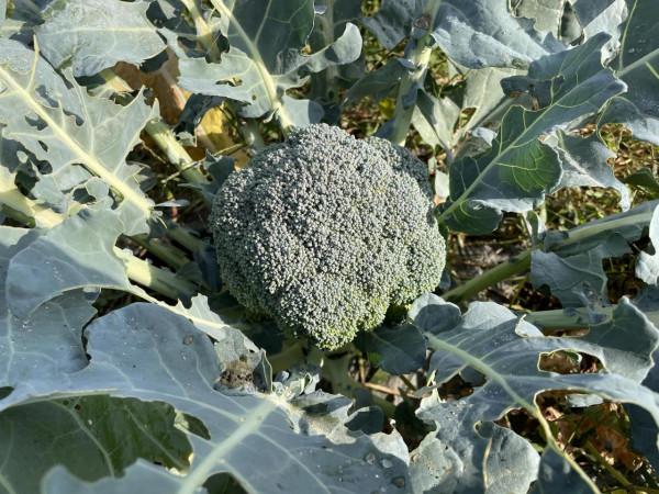 日出而耕有機農場冬季大豐收啦