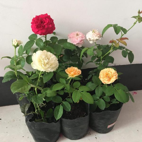 過年買花“避坑”指南，這6種花，再漂亮也別買，買回家浪費錢