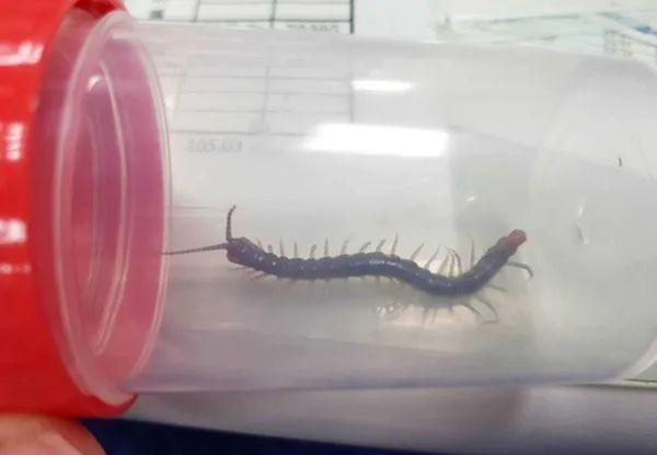 和南方大蜈蚣比,蚰蜒、蟑螂真的不足掛齒,它的獨特之處不止於大 和南方大蜈蚣比,蚰蜒、蟑螂真的不足掛齒,它的獨特之處不止於大