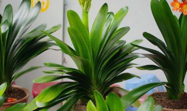 元旦前，“七種花”趕緊搬到陽臺上凍一凍，生長茂盛，花苞呼呼冒